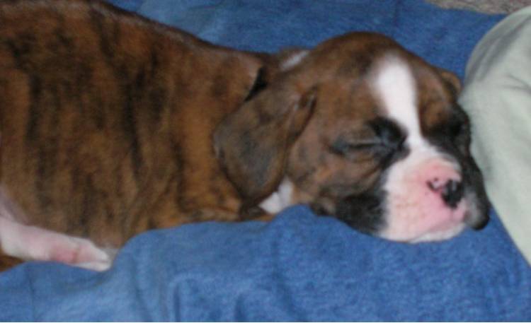 Sleepy Boy