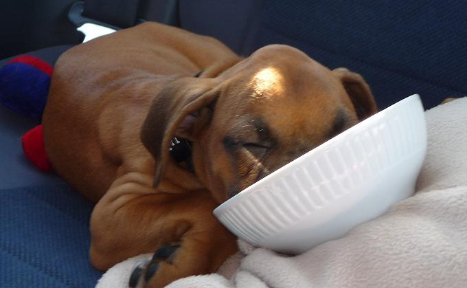 Sleepy boy