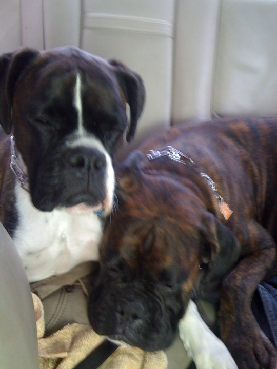Sleepy Car Ride Home