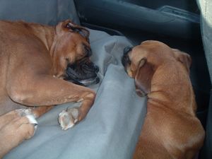 sleepy car ride