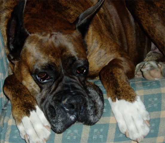 Sleepy Cesar