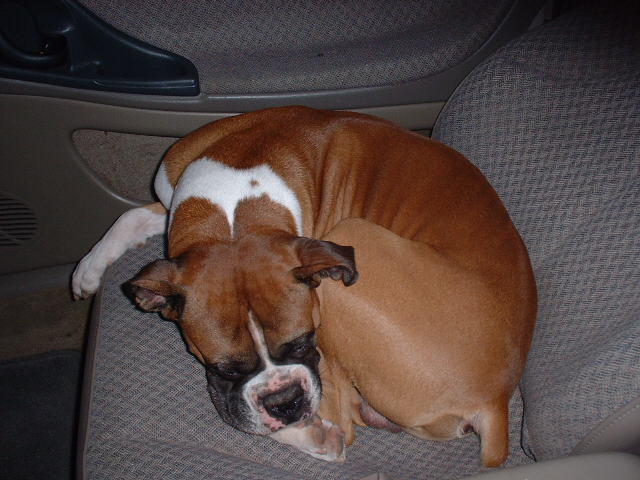 Sleepy Cyper in the Car
