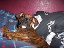 sleepy dog