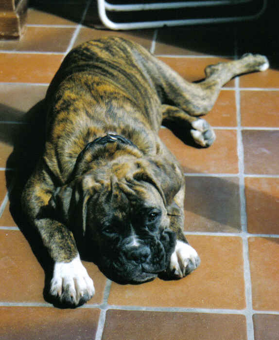 Sleepy doggy