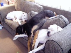 sleepy dogs