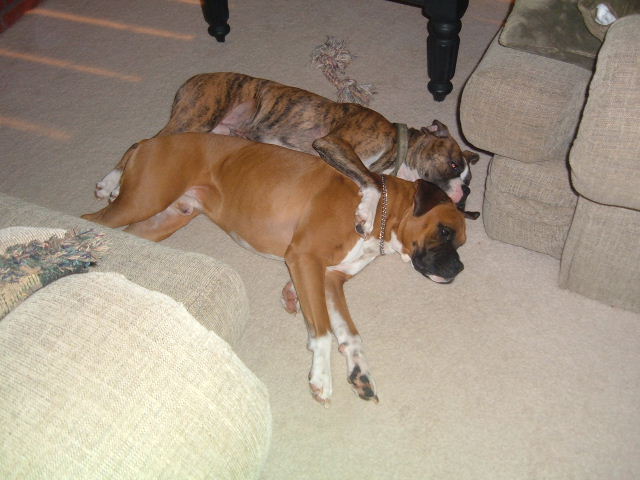 SLEEPY DOGS