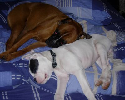 sleepy dogs