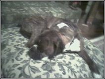 Sleepy Duke