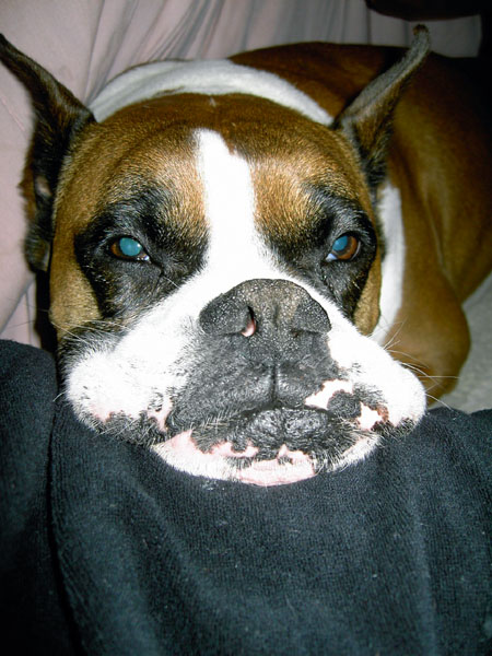 sleepy elvis