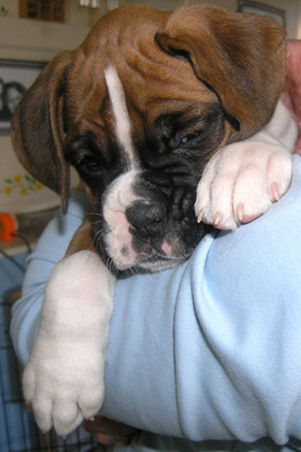 Sleepy Face