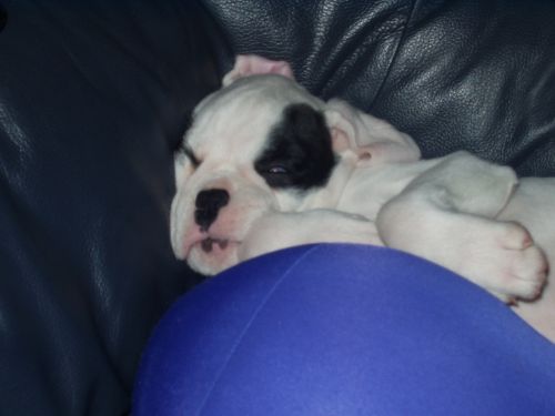 sleepy Finn