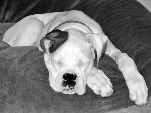 Sleepy Girl.