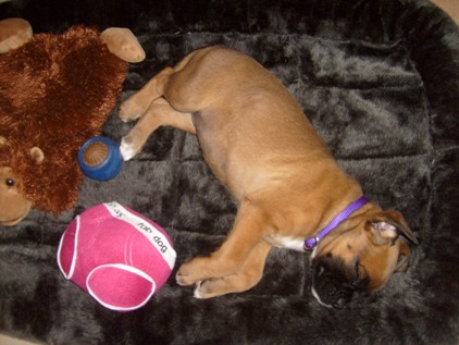 Sleepy Head Zoey