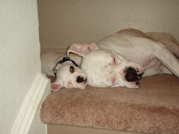 Sleepy heads