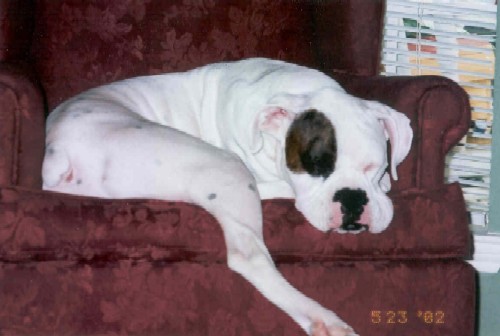 Sleepy Joe