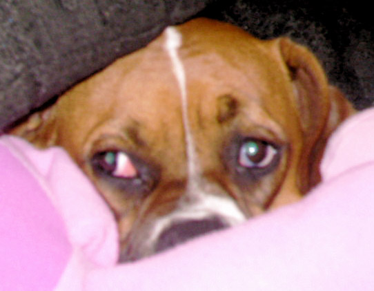 Sleepy Laila