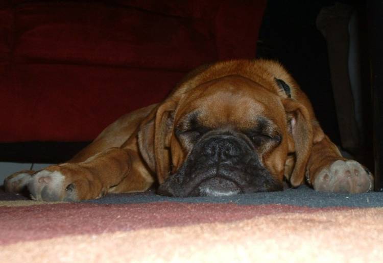 Sleepy Lewis - 5 months