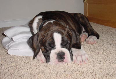Sleepy Maverick