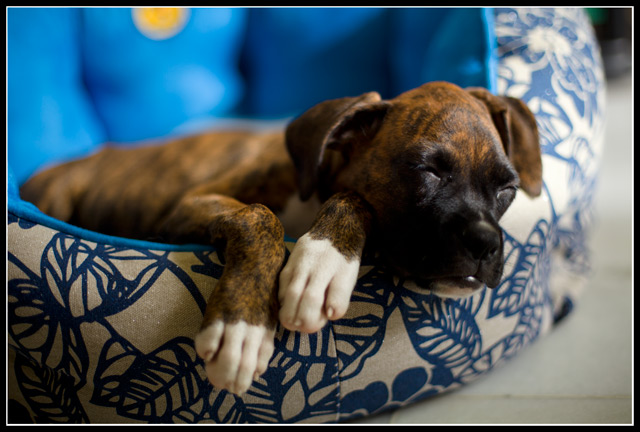 Sleepy patek