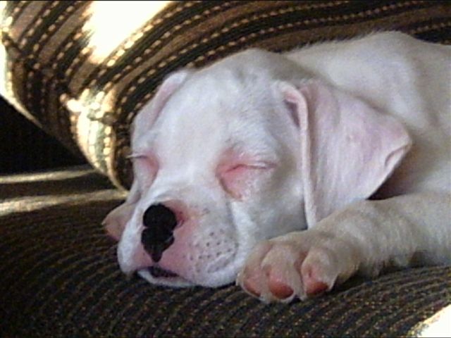 Sleepy Portia