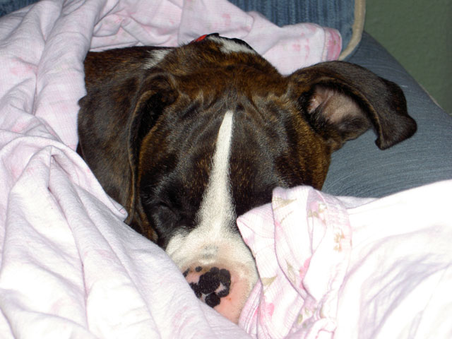 Sleepy Pup