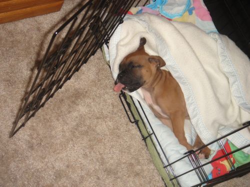 Sleepy pup