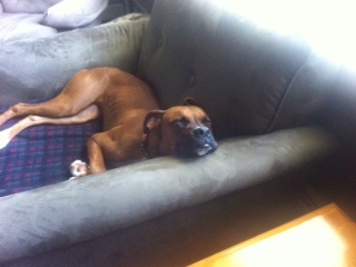 Sleepy pup