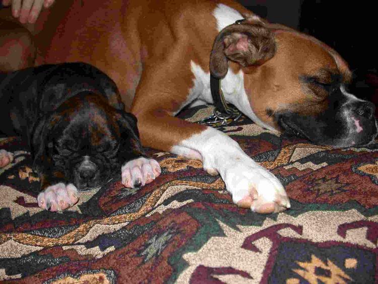 Sleepy puppies