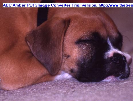sleepy puppy