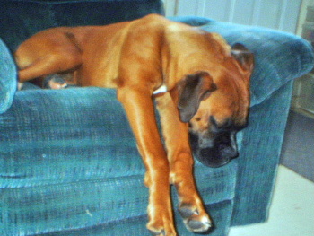 Sleepy puppy