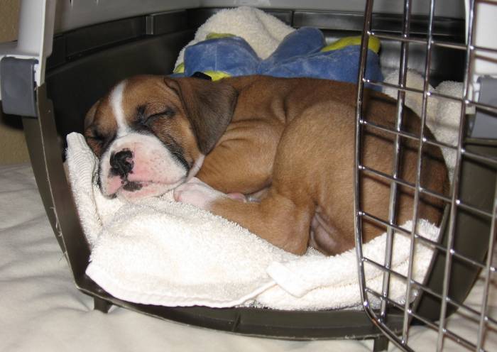 Sleepy Puppy