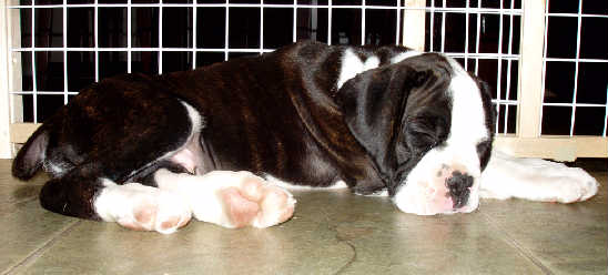 Sleepy puppy