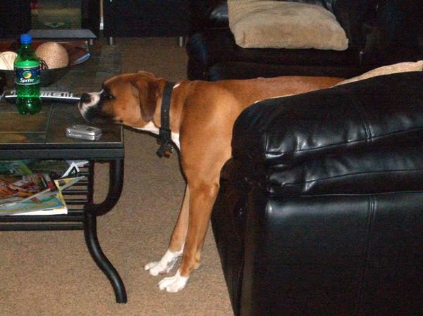 Sleepy Puppy