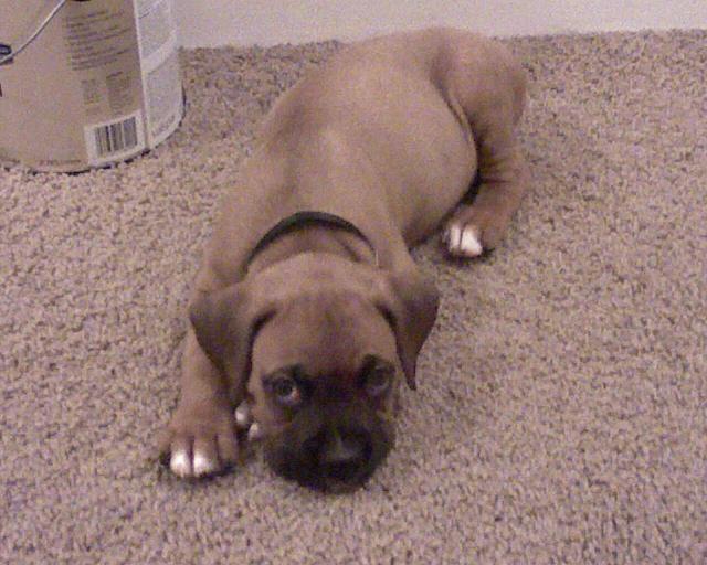 Sleepy Puppy