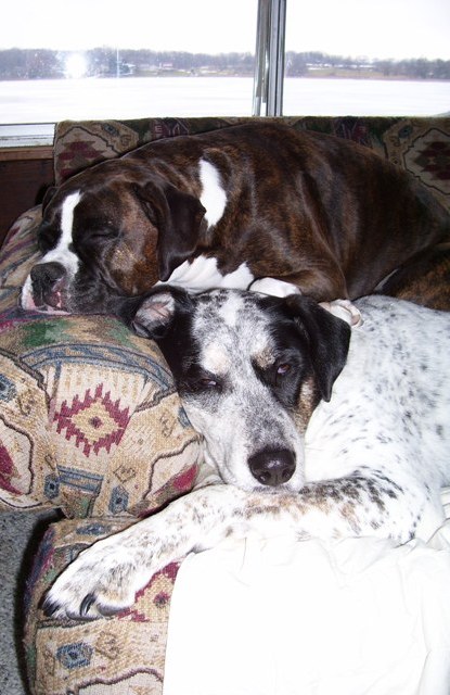 Sleepy Pups