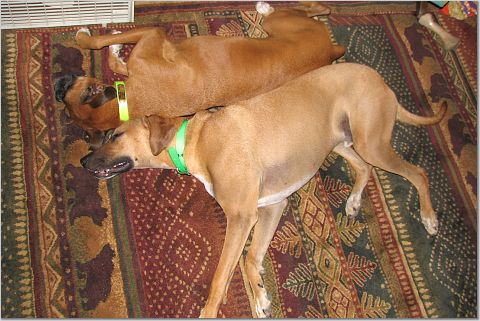 Sleepy Pups
