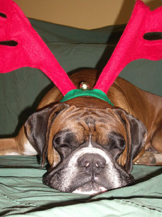 Sleepy Reindeer