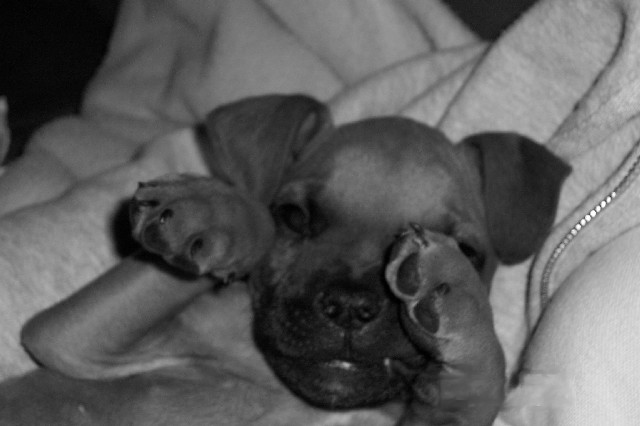 Sleepy Rocky