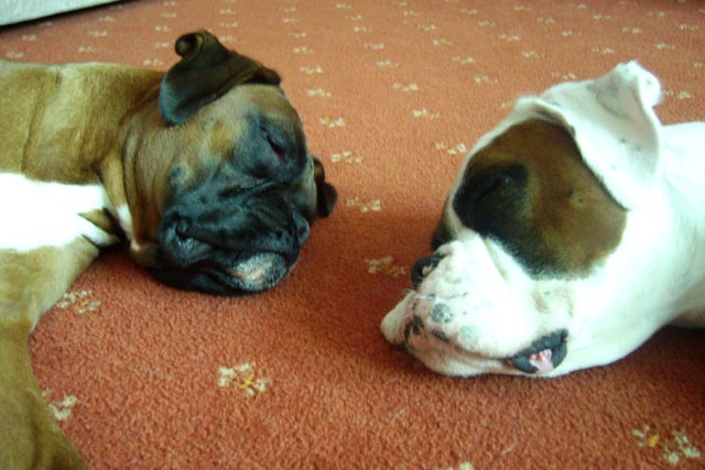 Sleepy Ruby and Lukes