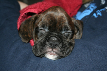 Sleepy Samson!