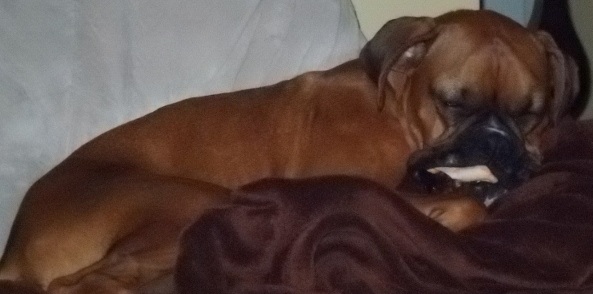 Sleepy Savannah
