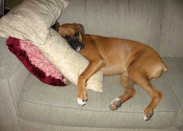 Sleepy Shae