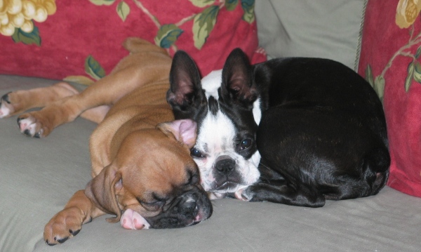 Sleepy Sisters