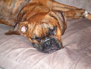 Sleepy Smoosh Face