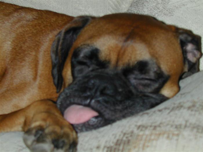 Sleepy Ziggy