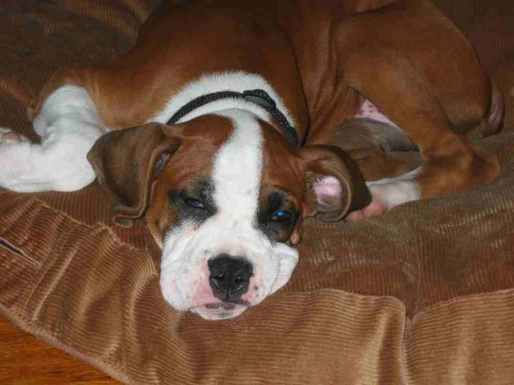 Sleepy Ziggy