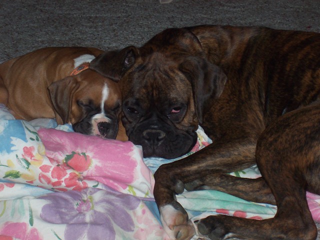 Sleepy_Babies