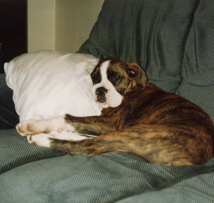 Sleepy_Boy