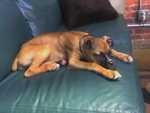 sleepy_garin