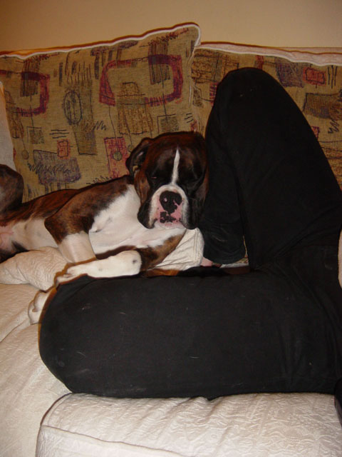 sleepy_puppy
